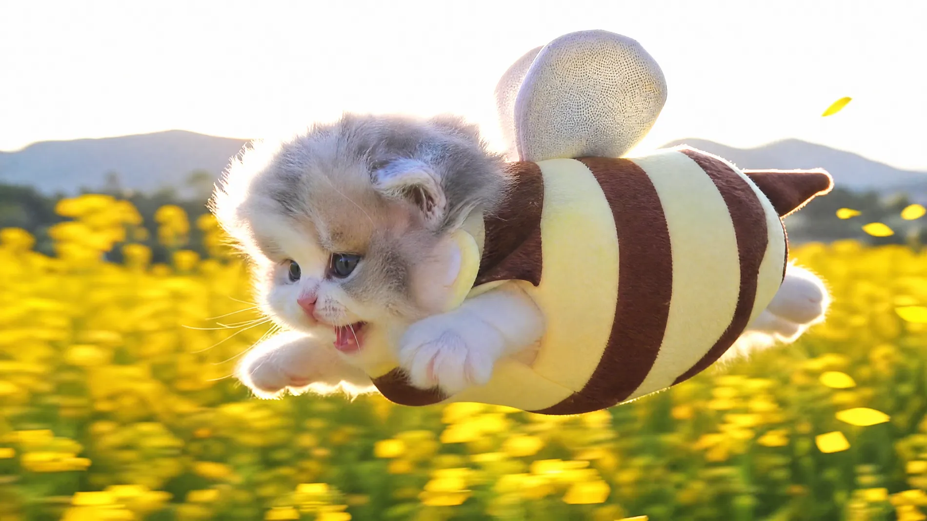 The kitten in its bee costume flying low and fast over a blazing yellow canola field, flowers streaking beneath it